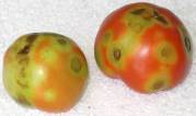 Tomato Stinkbug Damage